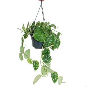 Hängeampel mit Exotenherz Efeu (Scindapsus Pictus Arguraeus), grüne Blätter mit silbernen Flecken.