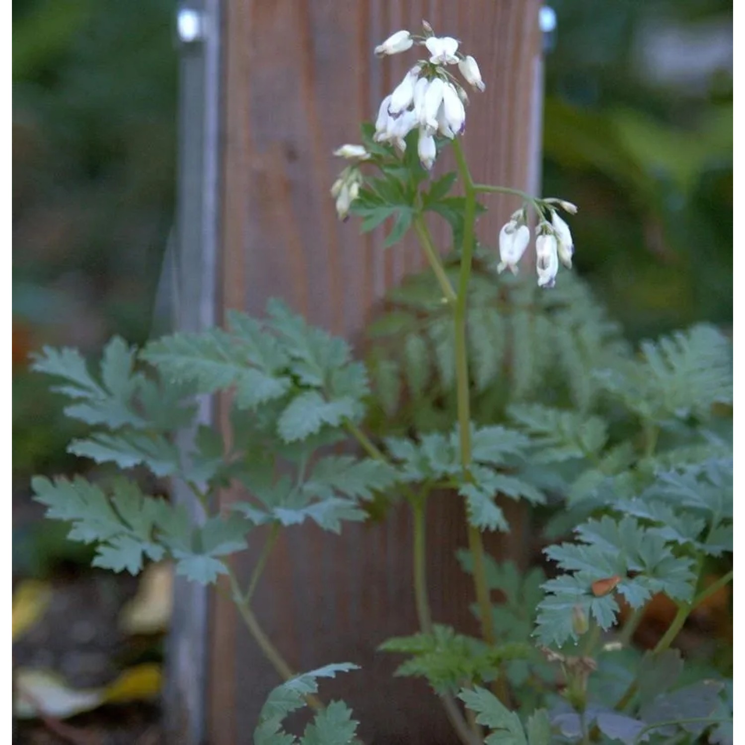 Heilglöcklein Alpen Glöckchen Alba - Cortusa matthioli