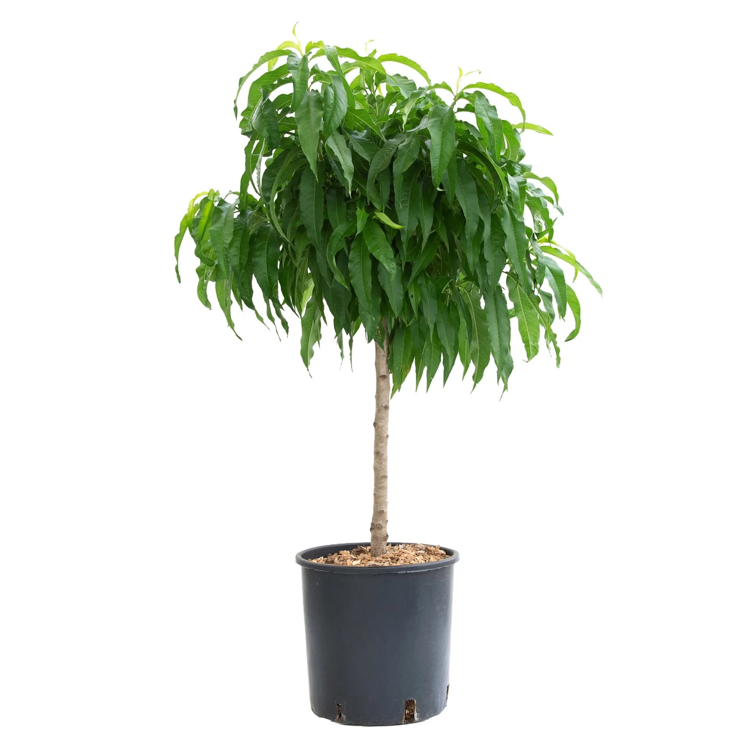 GROW by OBI Zwerg-Nektarinenbaum Stamm Höhe ca. 60 cm Prunus nuci. Garden Beauty