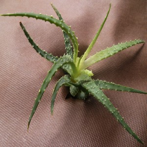 Aquagart Unkrautvlies, braun, 1,8m breit, 80g/m², zur Unkrautbekämpfung im Garten.