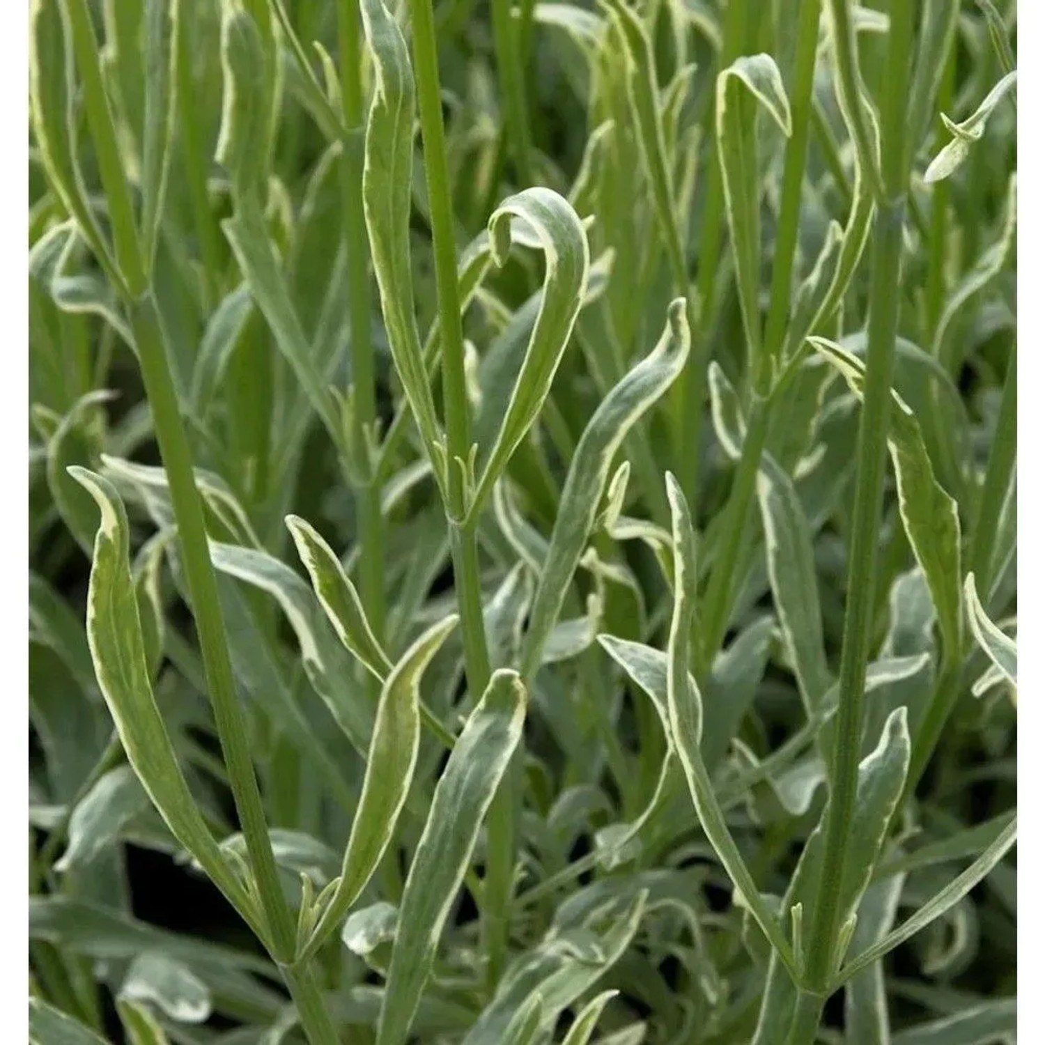 Echter Lavendel Silver Edge - Lavandula angustifolia