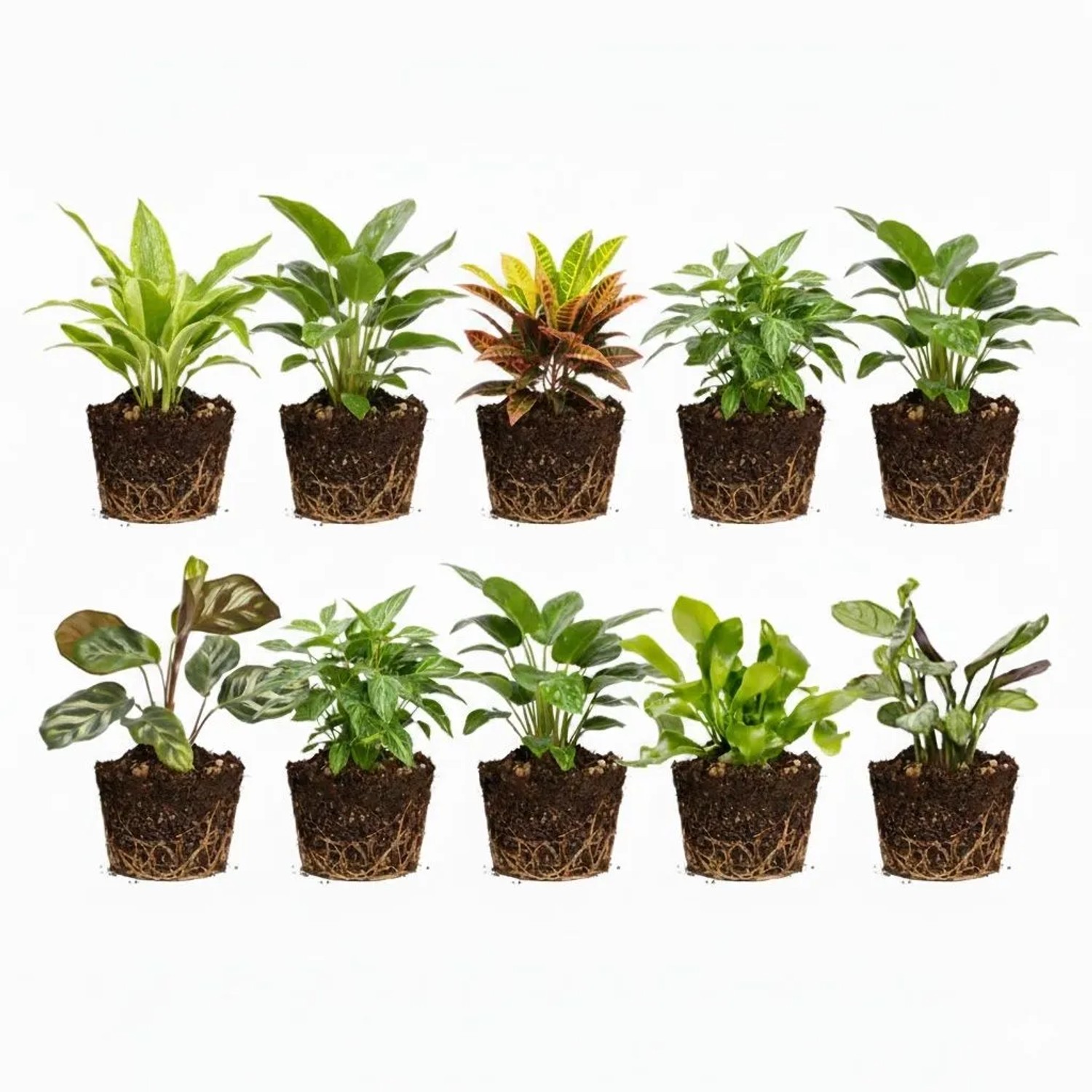 Vdvelde Mini Zimmerpflanzen Und Farne   10 Stück   Für Terrarium