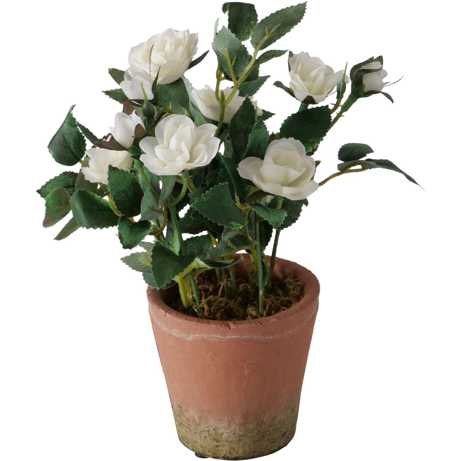 Boltze Topfpflanze Rose 24 cm x ø 18 cm Weiß