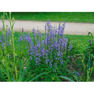 Lilienblättrige Glockenblume mit blauen Blüten im Beet, ca. 9x9 cm Topf.