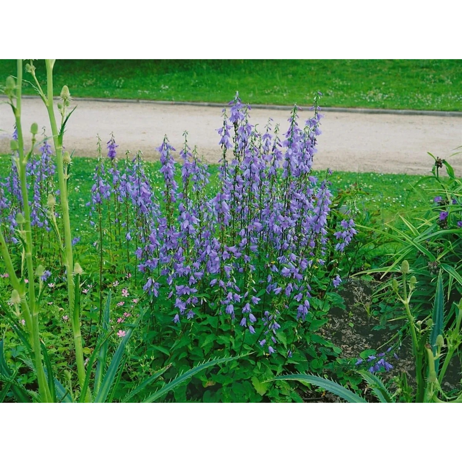 Lilienblättrige Glockenblume mit blauen Blüten im Beet, ca. 9x9 cm Topf.