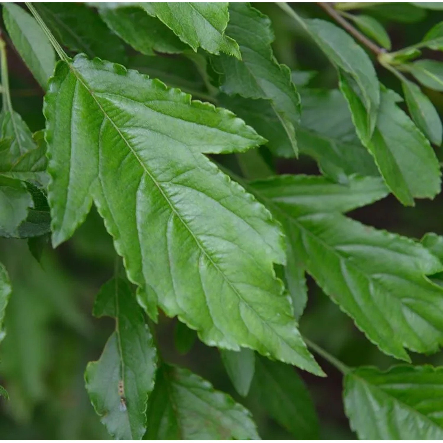 Dreilappiger Zier-Apfelbaum 60-80cm - Malus trilobata