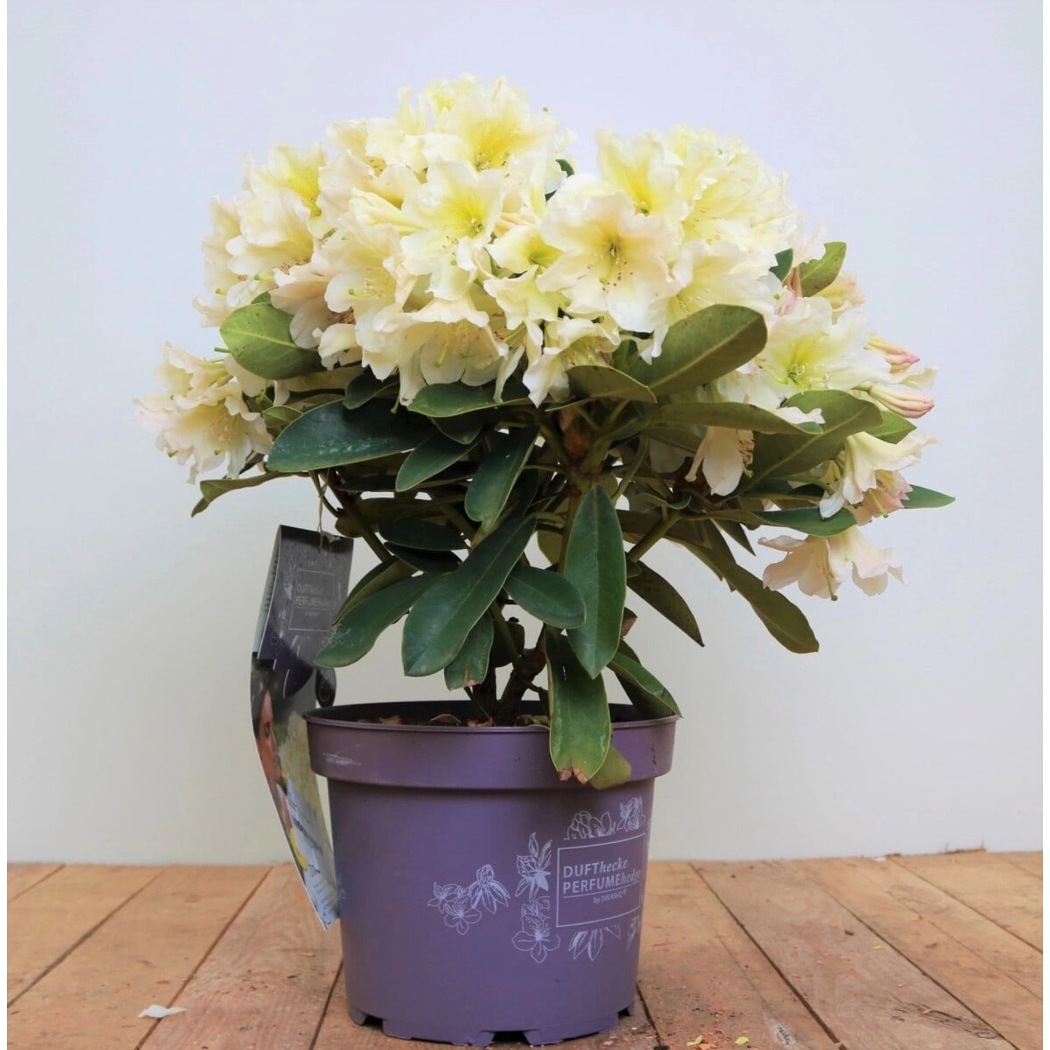 Rhododendron INKARHO ® gelbe Dufthecke 30-40 cm INKARHO günstig online kaufen
