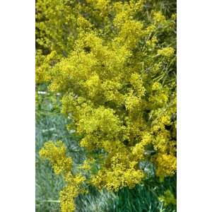 Blühendes Echtes Labkraut (Galium verum) im Topf, gelbe Blütenpracht.