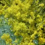 Blühendes Echtes Labkraut (Galium verum) im Topf, gelbe Blütenpracht.