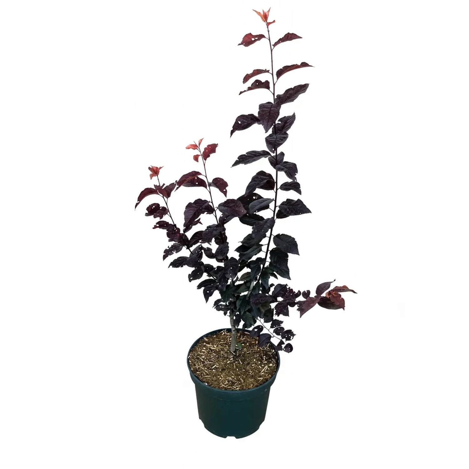 Baumfink Blutpflaume Nigra als Topfpflanze 60-100cm
