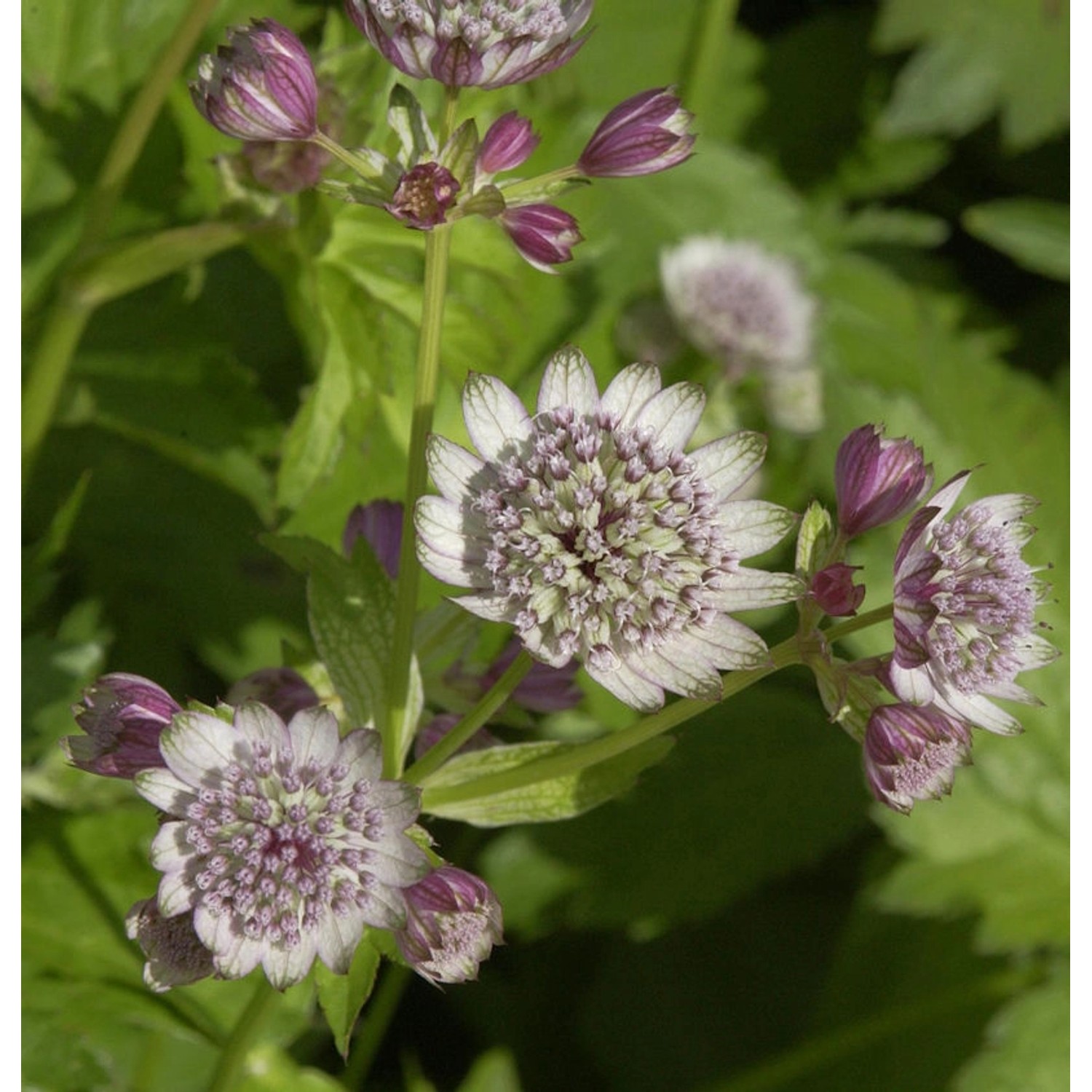 Sterndolde Rosea - Astrantia major günstig online kaufen