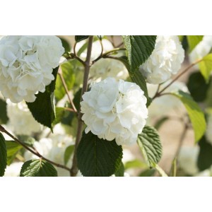 Nahaufnahme des Japanischen Schneeballs 'Rotundifolium' mit weißen Blüten.