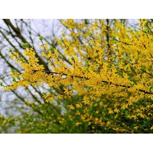 Nahaufnahme einer blühenden Baumfink Forsythie Topfpflanze mit leuchtend gelben Blüten.