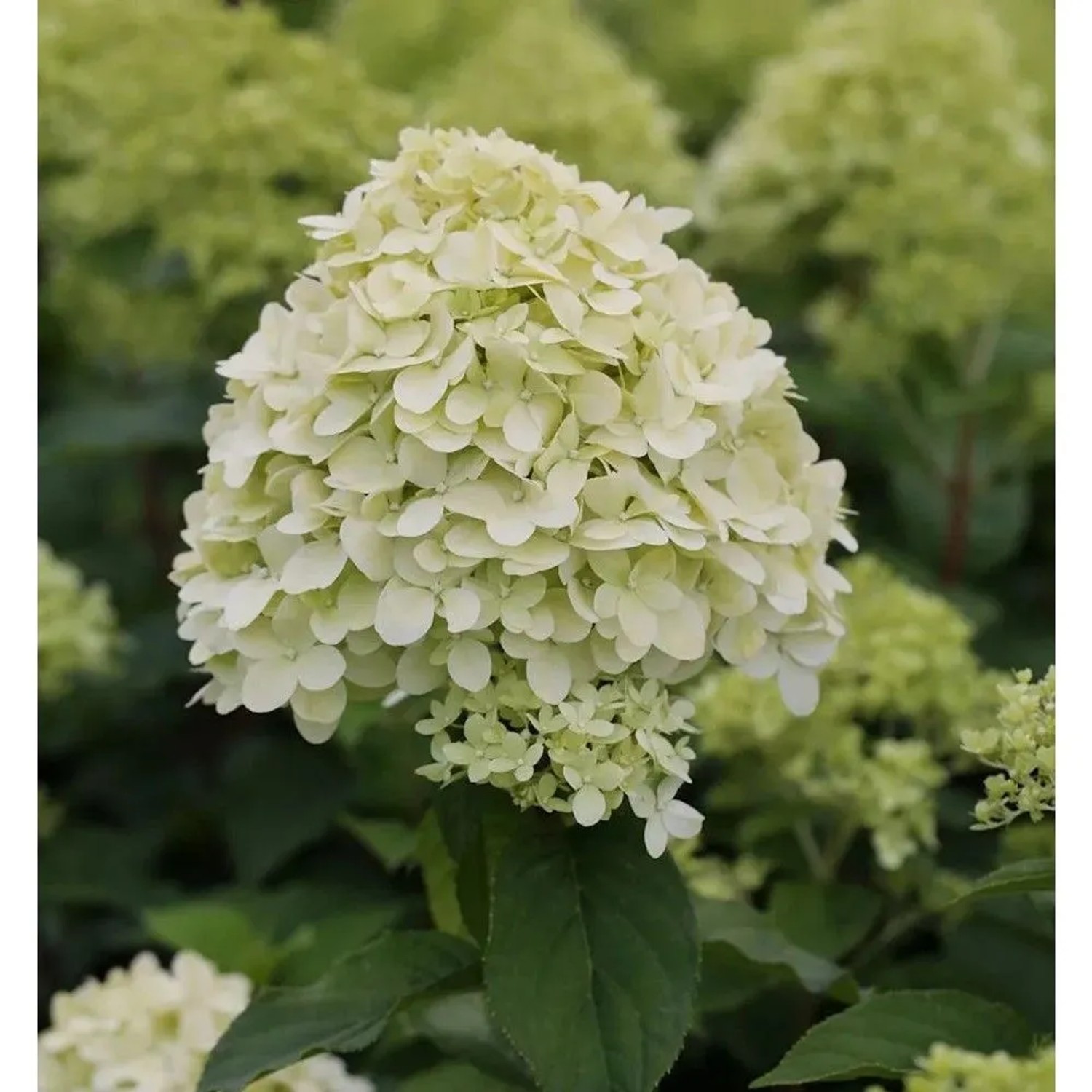 Rispenhortensie Limelight 125-150cm - Hydrangea paniculata