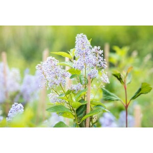 Blühende Ceanothus Delilianus Säckelblume mit blauen Blüten, 60–100 cm hoch.