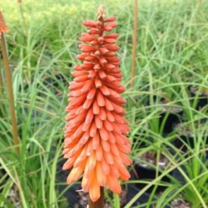 6 x Fackellilie 'Nancy's Red' Kniphofia Topf 9cm Rote Blüten