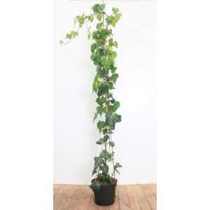 Immergrüner Hedera Helix Efeu (150–200 cm) im Topf, an Kletterhilfe emporwachsend.