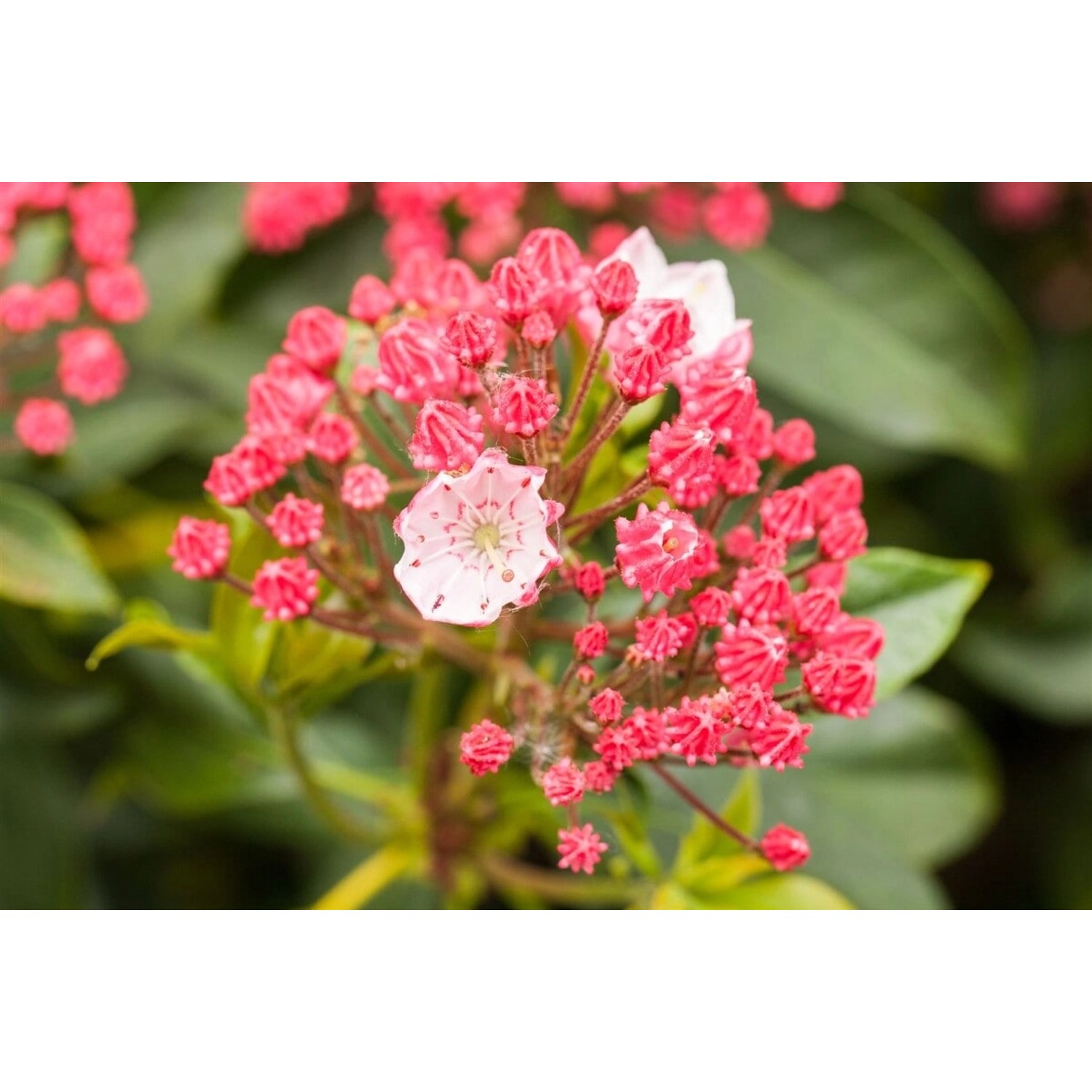 Kalmia Latifolia Peppermint Berglorbeer Rosa-Weiß 20–30 cm günstig online kaufen