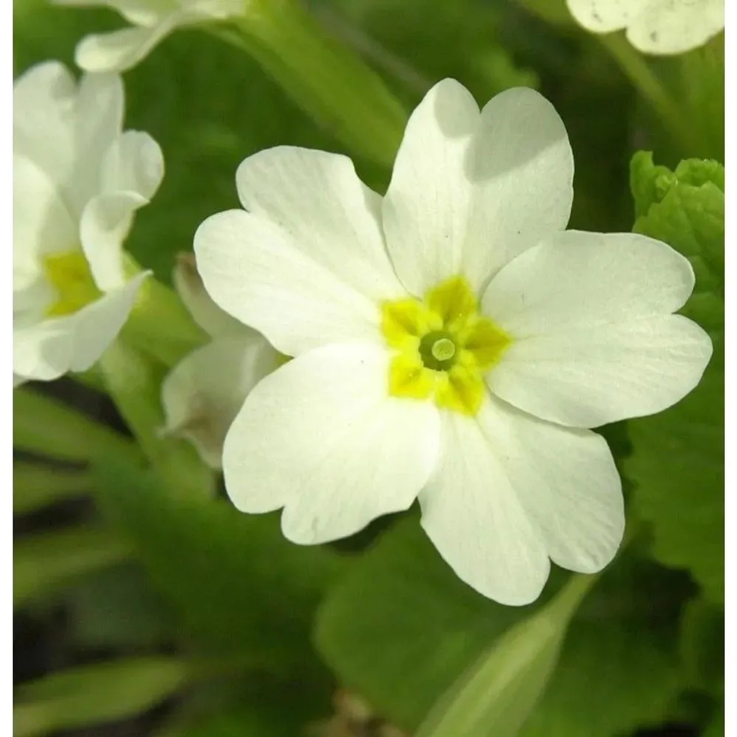 Stängellose Schlüsselblume - Primula vulgaris