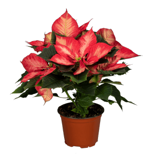 GROW by OBI Weihnachtsstern Princess/Ice Chrystal im Topf, rot-orange Blätter.