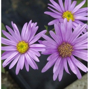 Nahaufnahme der lila blühenden Sommeraster Brilliant (Aster amellus) mit gelber Blütenmitte.