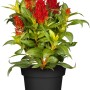 GROW by OBI Federbusch Rot im Topf, Celosia Kelos Fire, leuchtend rote Blüten.