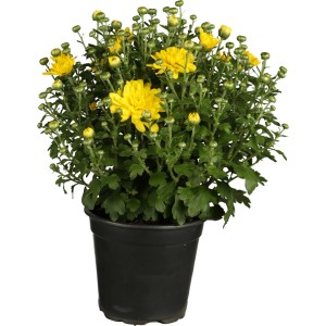 Gelbe Chrysantheme (Chrysanthemum indicum) im Topf, ca. 13 cm Ø.
