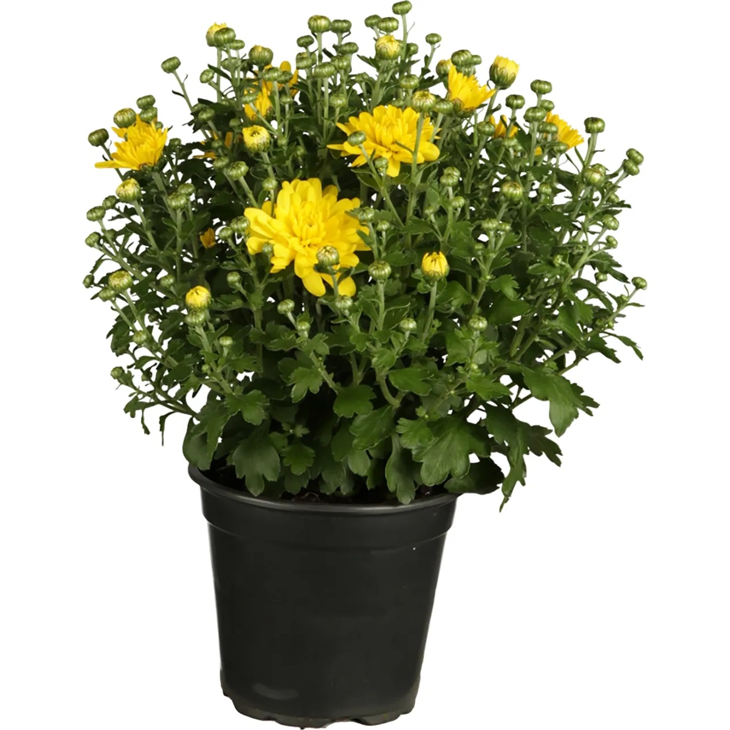 Chrysanthemen Im Topf Wohnung