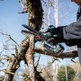 Metabo Akku-Gehölzsäge MS 18 LTX 15 beim Rückschnitt eines Astes.