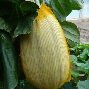 Blu Bio-Mango-Melone (Cucumis melo) im gelben Schutznetz, Topf-Ø ca. 12 cm.
