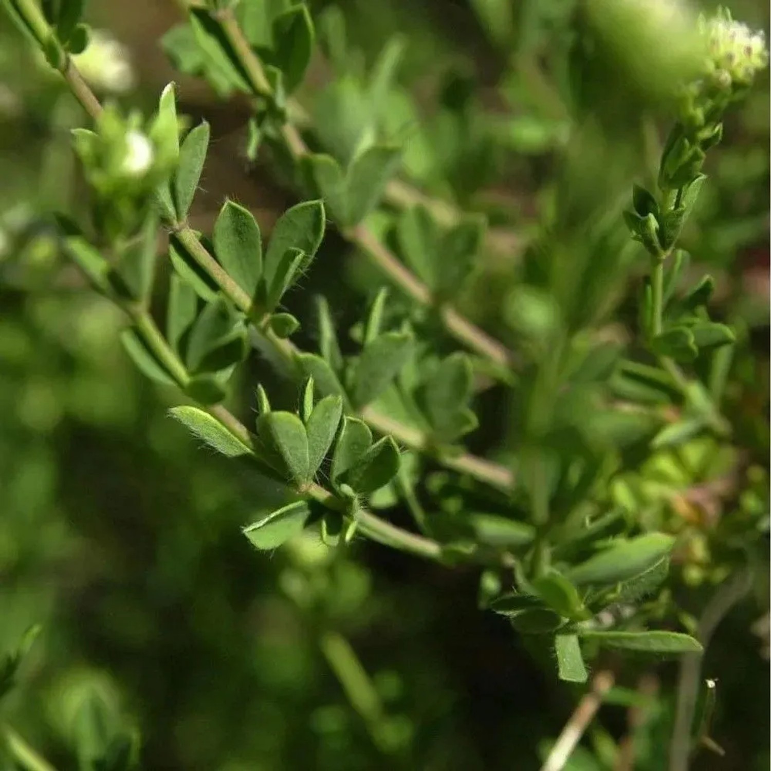 Backenklee - Dorycnium pentaphyllum germanicum
