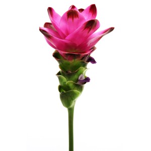 Safranwurz Siam Sublime: Exotische Blühpflanze mit leuchtend rosa Blüte im Topf.