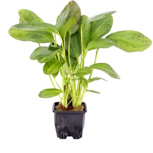 Dennerle Aquariumpflanze Echinodorus Ozelot XL mit braun-gefleckten, grünen Blättern.