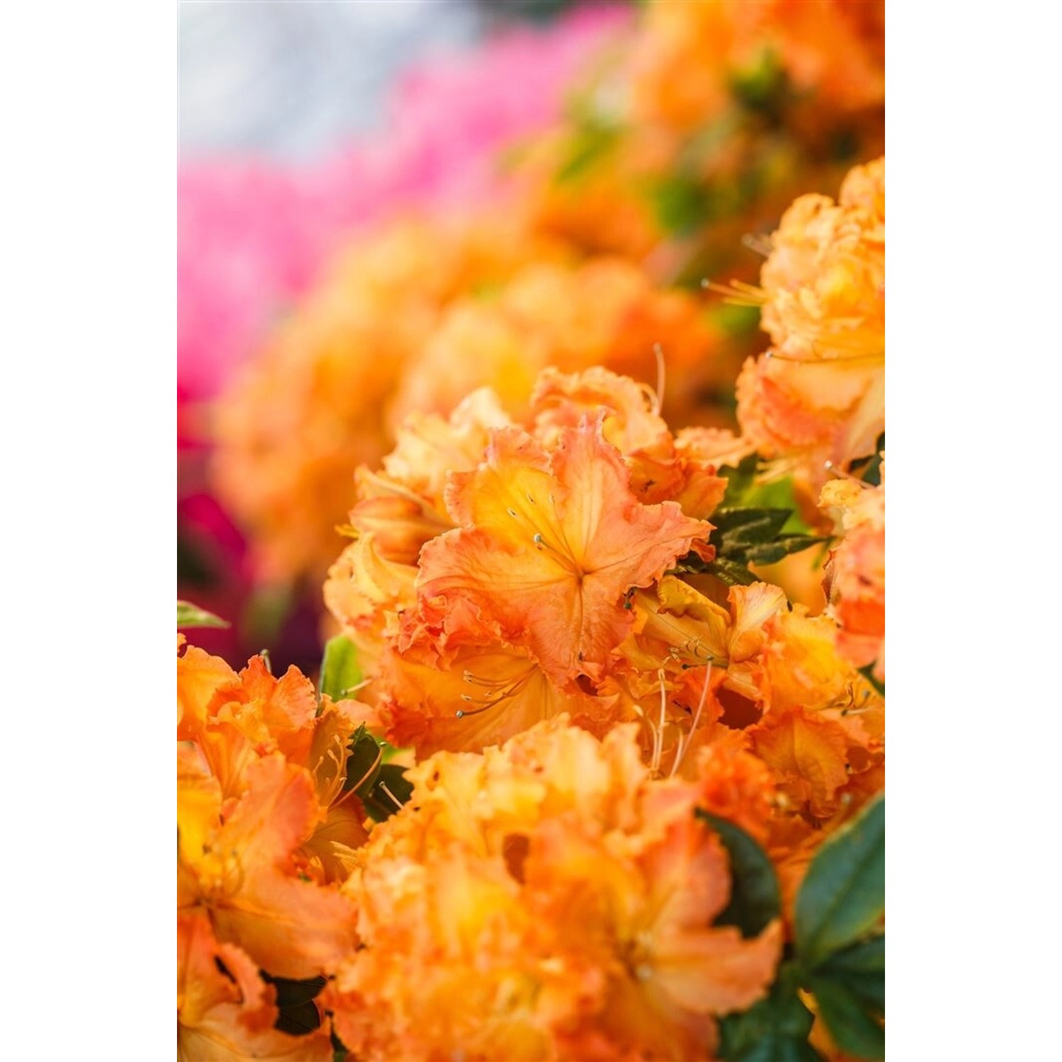 Rhododendron Lut.'Gibraltar' Azalee 60-70 cm günstig online kaufen