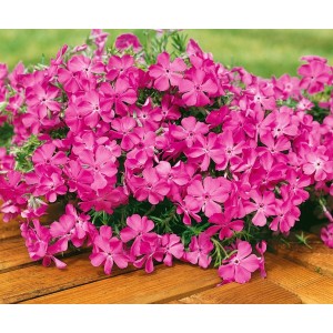 Rosa Polsterphlox (Phlox subulata 'Macdaniel's Cushion') im 9x9 cm Topf.