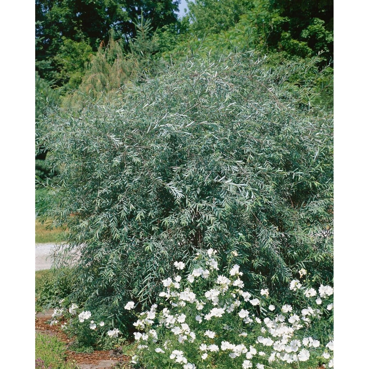 Salix Purpurea Pendula Purpur-Weide Hängend 125 cm Stammhöhe günstig online kaufen