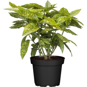 Japanische Aucube Variegata im Topf, grüne Blätter mit gelben Sprenkeln.