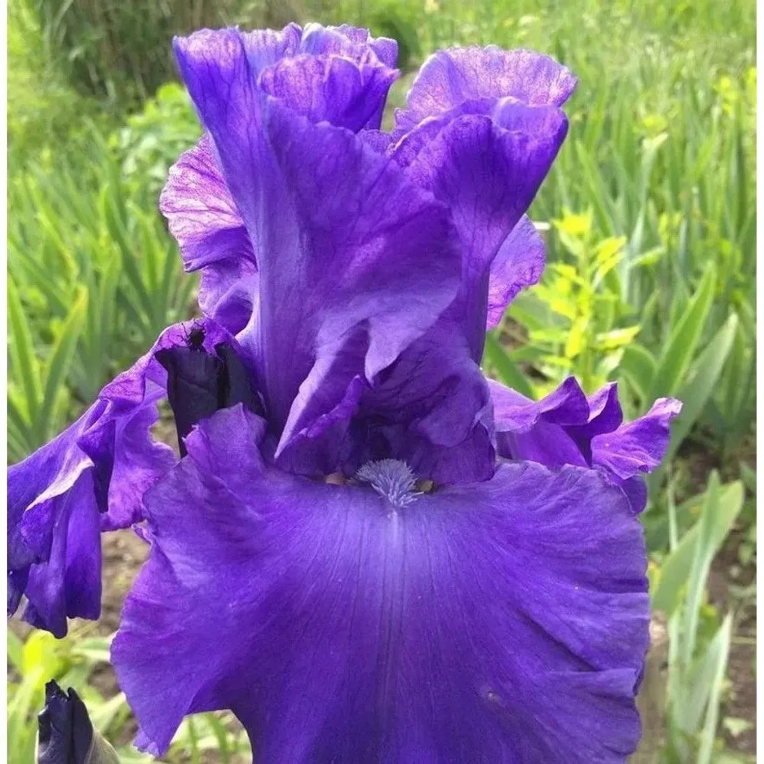 Schwertlilie Dusky Challenger - Iris barbata