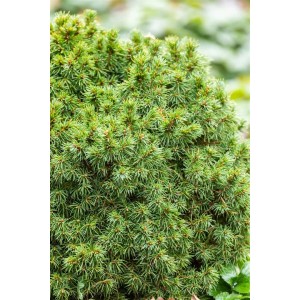 Kompakte, grüne Zwergfichte Picea Glauca Alberta Globe im 9x9 cm Topf.