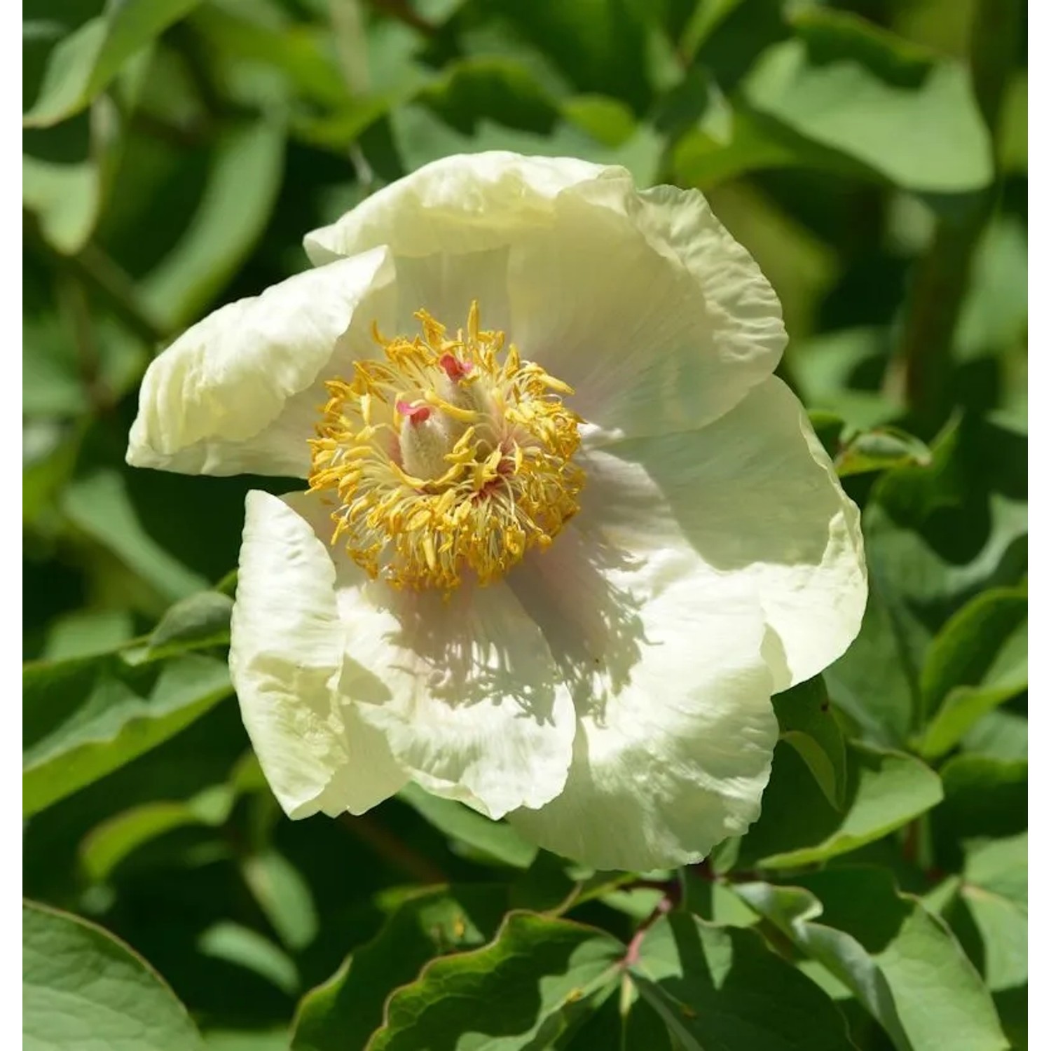 Kaukasus Pfingstrose - Paeonia mlokosewitschii