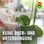 Gießen einer Orchidee mit Compo Düngestäbchen im Topf. Orchideendünger für Wachstum und Blüte.