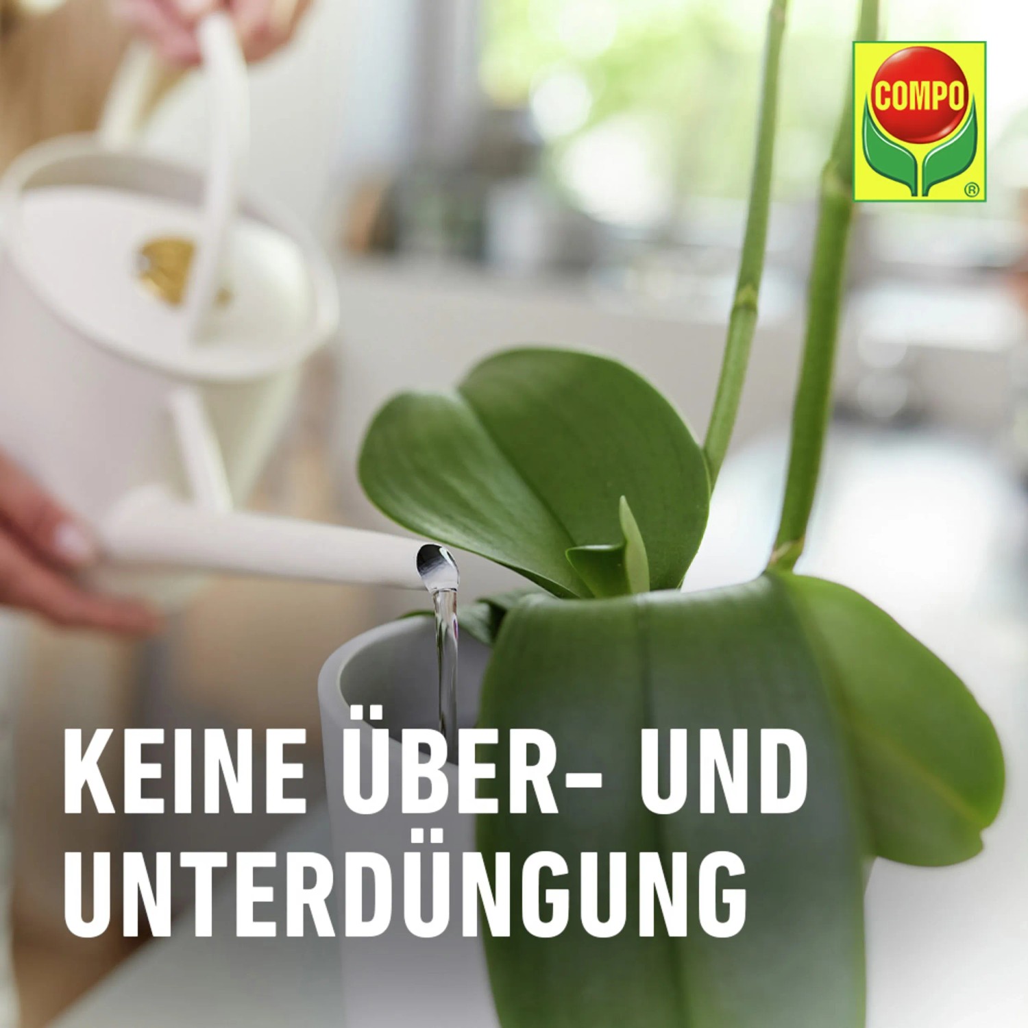 Gießen einer Orchidee mit Compo Düngestäbchen im Topf. Orchideendünger für Wachstum und Blüte.