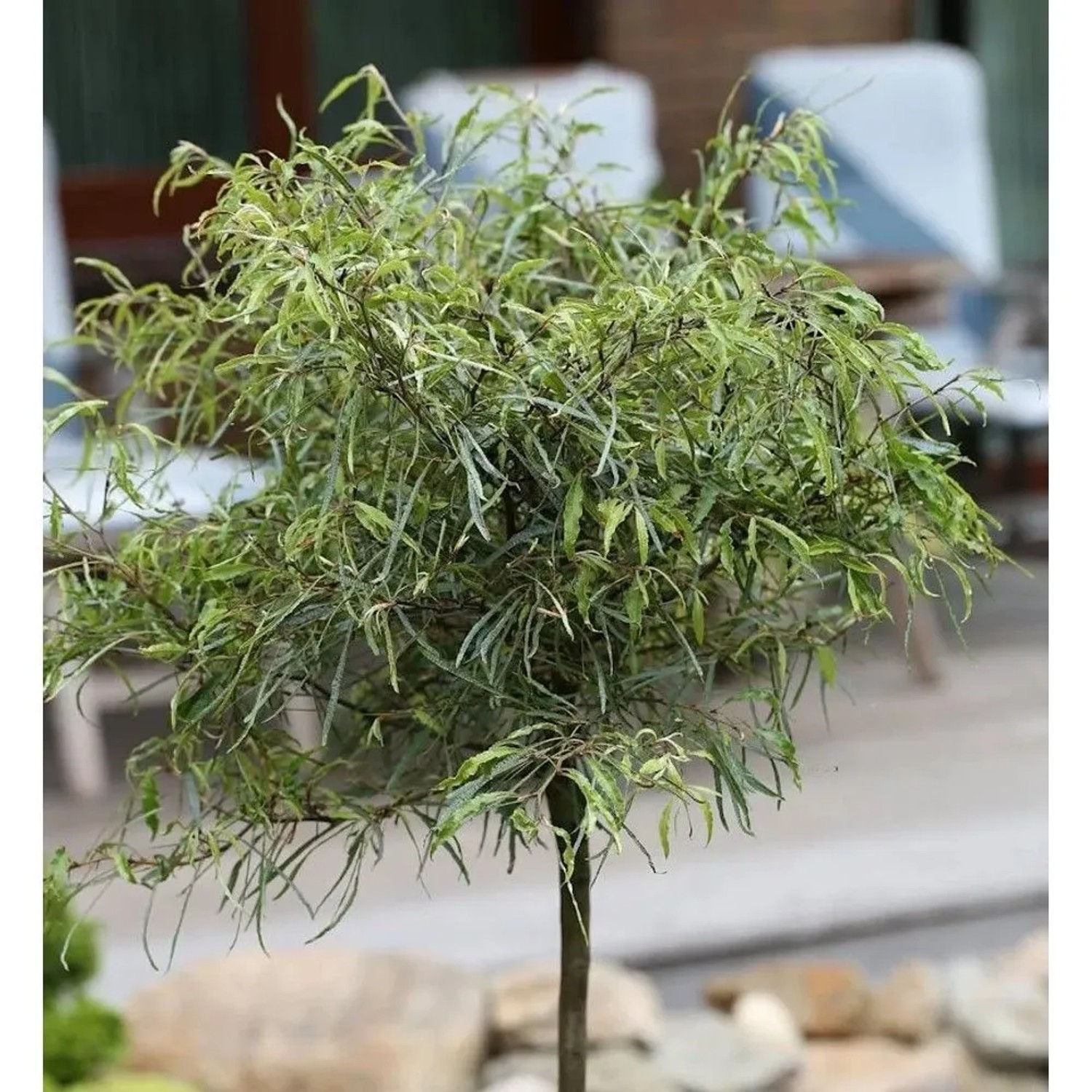 Hochstamm Zwerg Farnbuche Mercedes 80-100cm - Fagus sylvatica