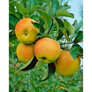Apfelbaum Mutsu mit reifen, grün-gelben Äpfeln am Baum.