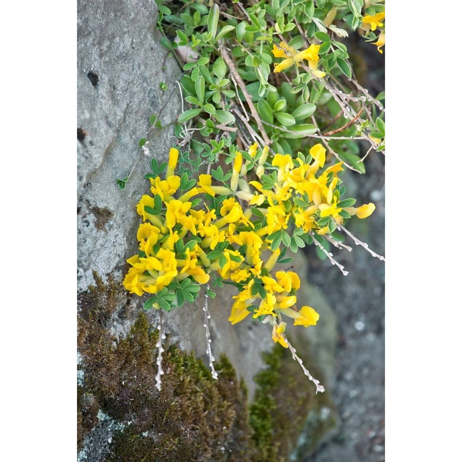 Chamaecytisus Ratisbonensis Regensburger Geißklee 20-30 cm günstig online kaufen