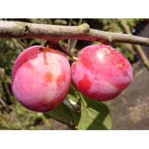 Zwei rote Zwetschgen Königin Viktoria am Baum, reif für die Ernte.