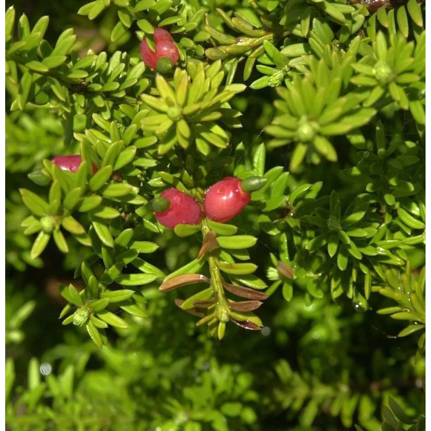 Schnee Steineibe 20-25cm - Podocarpus nivalis