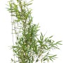 Fontänenbambus Fargesia nitida, 80 Stück, ca. 80-100cm hoch, im Topf. Ideal als Hecke.