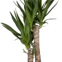 GROW by OBI Palmlilie mit 2 Stämmen im Topf, Zimmerpflanze mit grünen Blättern.