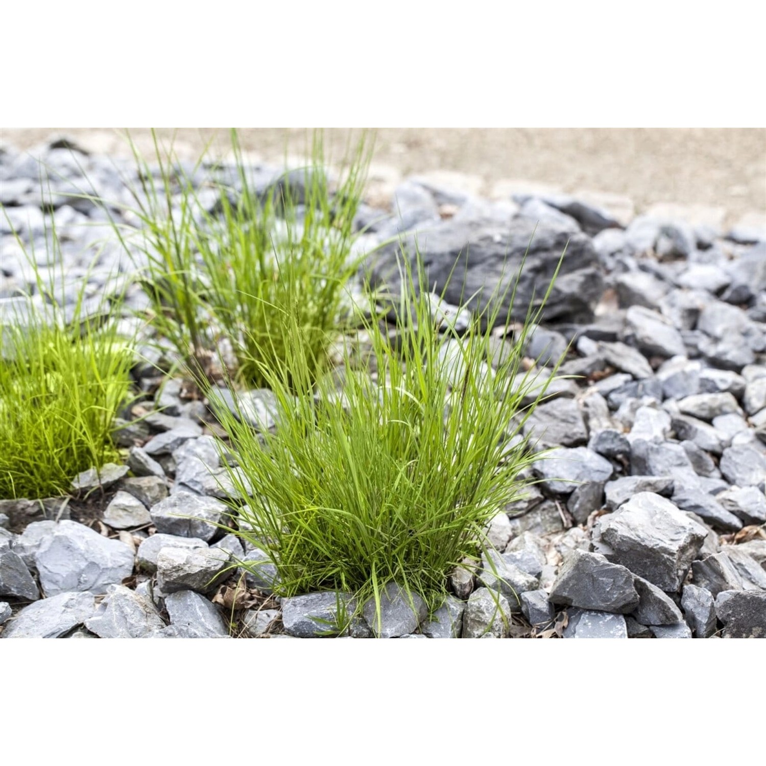 Melica Ciliata Perlgras Ca. 9x9 cm Topf Zierlich günstig online kaufen
